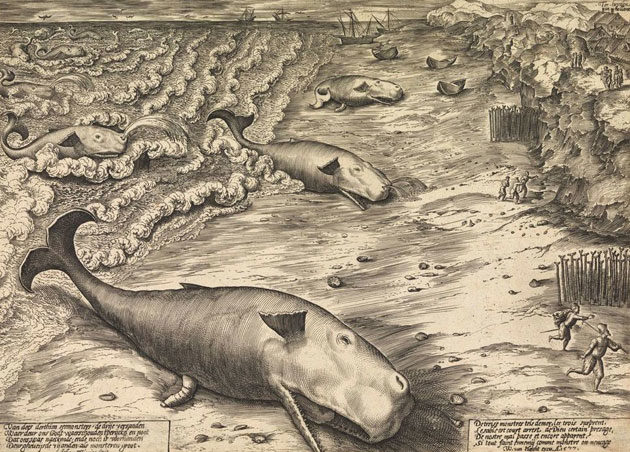 historische Massenstrandungen von Walen 1577