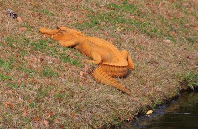 Oranger Alligator in South Carolina