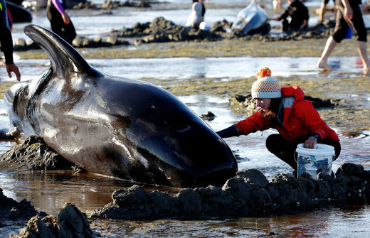 gestrandete grindwale neuseeland