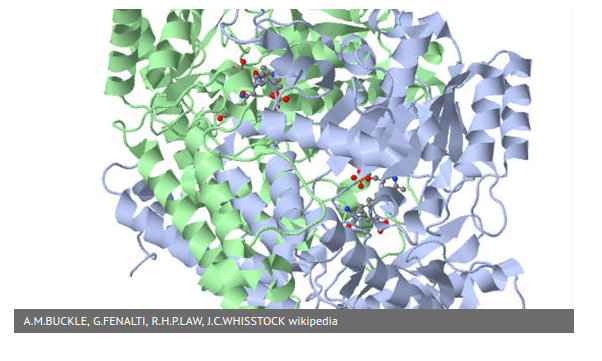 glutamate decarboxylase structure