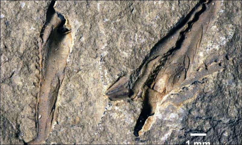 Websteroprion armstrongi