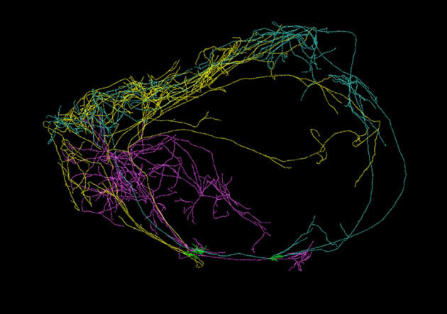 neuentdeckte Hirn-Nervenzelle
