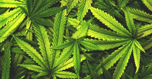 Klicken um zu vergrößern CAnnabis