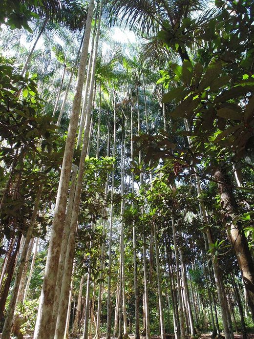 Kultivierter Urwald: Menschen prägten die Pflanzenwelt im Amazonasbecken