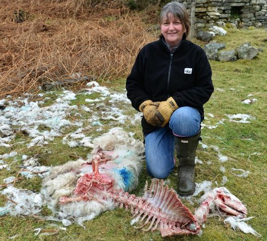 Crofter Susan Mackay dead sheep