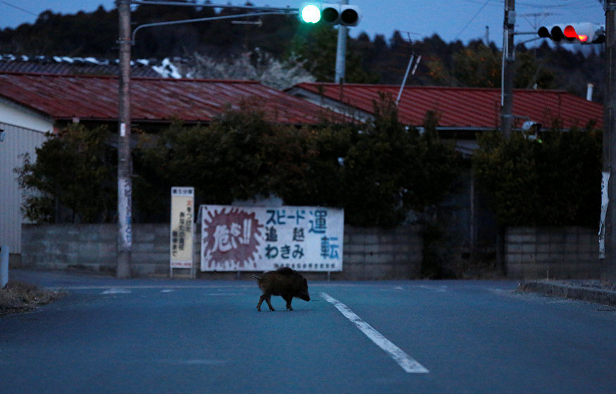 Wildschwein Fukushima