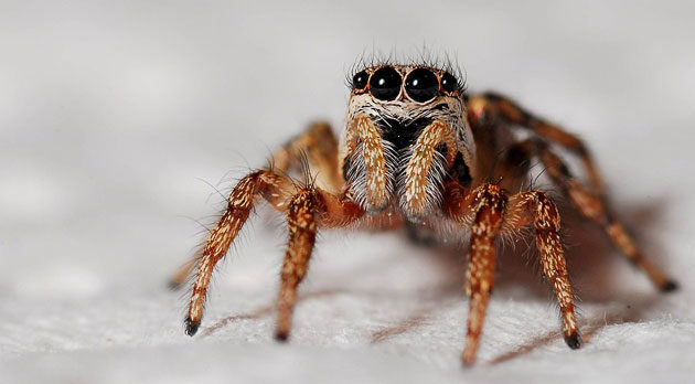 Spinne