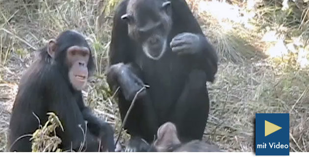 Trauernde Schimpansen