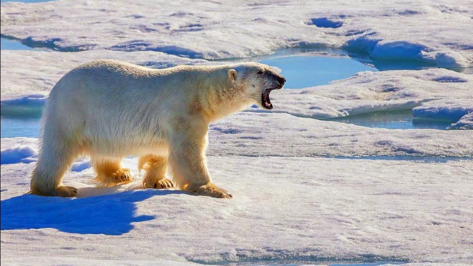 Ice bear 