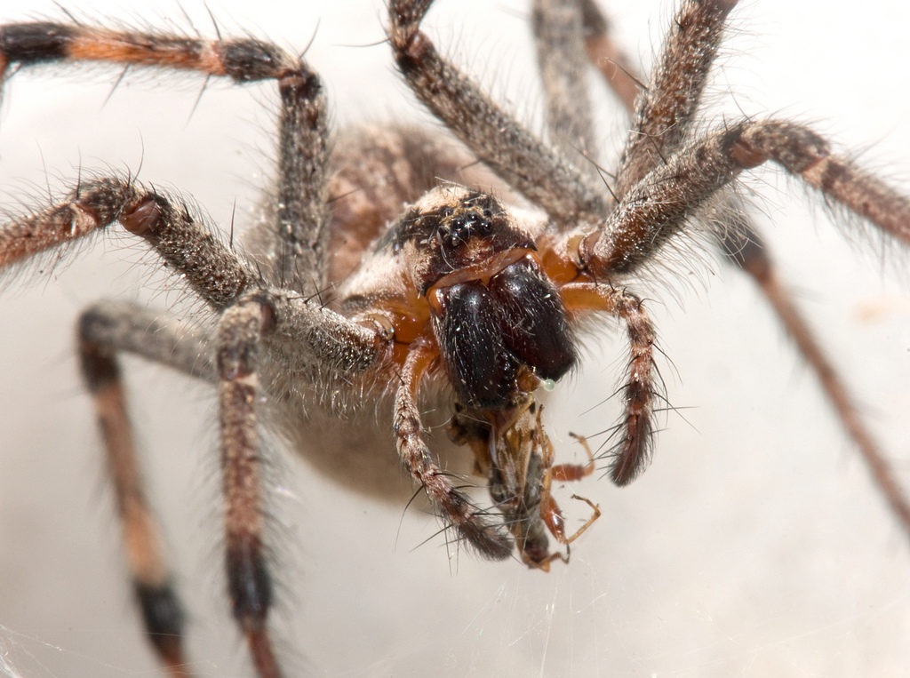 funnel web spider, trichternetzspinne symbolbild