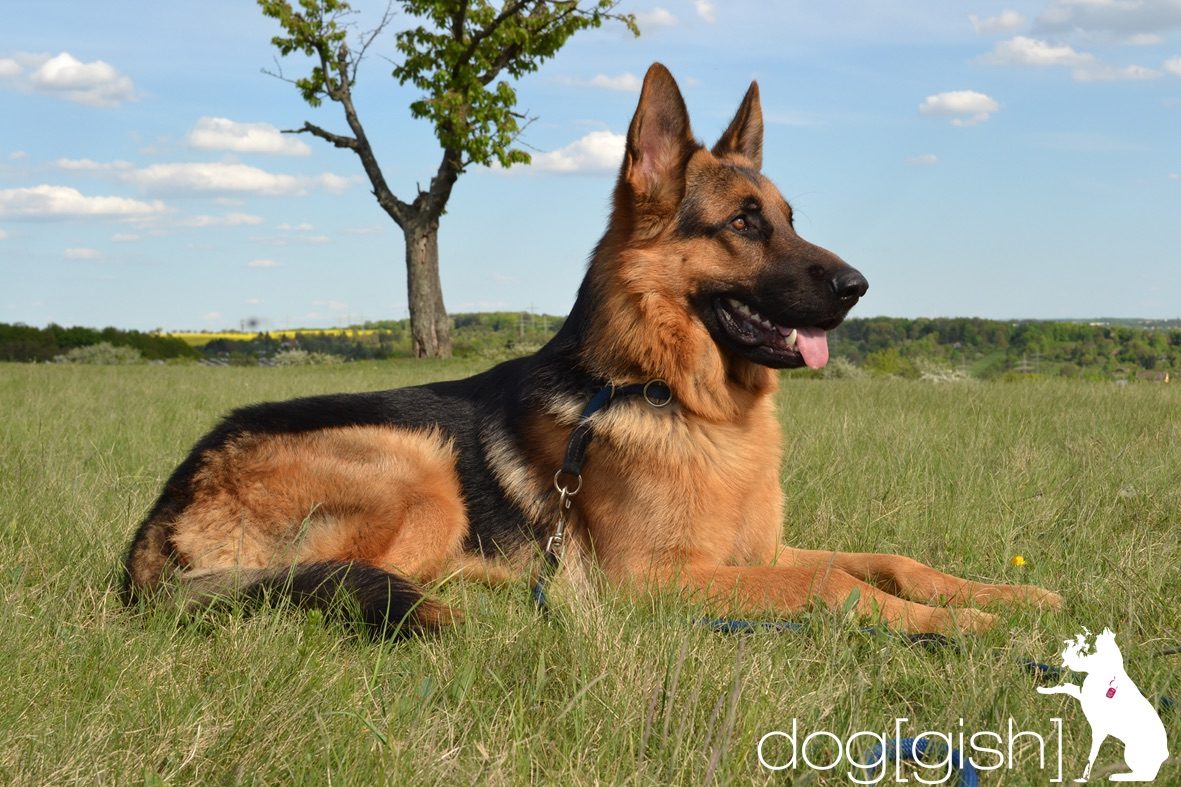 deutscher schäferhund symbolbild, german shephard