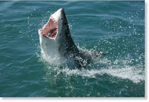 great white shark, hai symbolbild