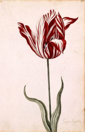 Zeitgenössisches Aquarell (17. Jahrhundert) einer Tulpe der Sorte Semper Augustus,