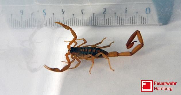 skorpion symbolbild