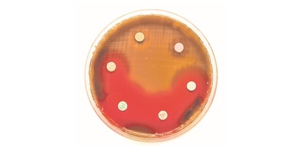Petrischale, Antibiotikaresistenz