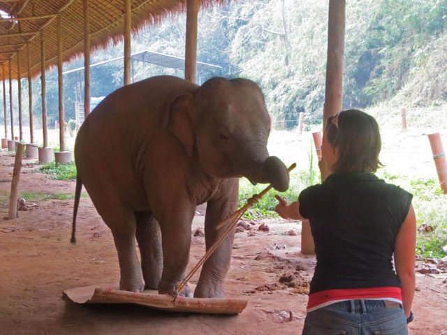 Elefant mit Frau,kognitive Fähigkeiten Elefant