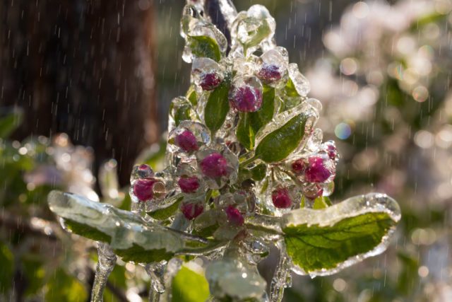 Obstblüten Eismantel