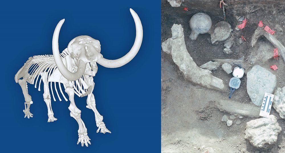 3-D-Rekonstruktion (links) und Überreste des Amerikanischen Mastodons aus Kalifornien. - derstandard.at/2000056622811/Amerika-wurde-womoeglich-viel-frueher-besiedelt-als-gedacht