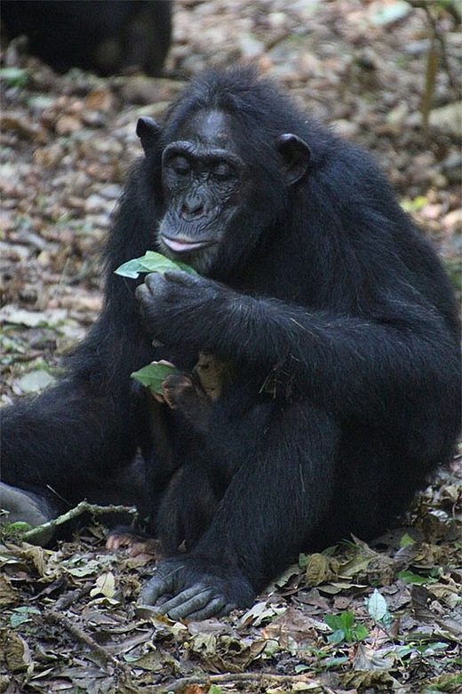 Werkzeuggebrauch von Schimpansen