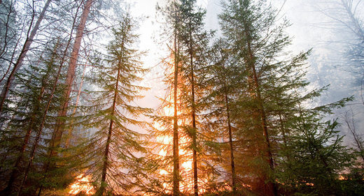 Waldbrand, Waldbrände
