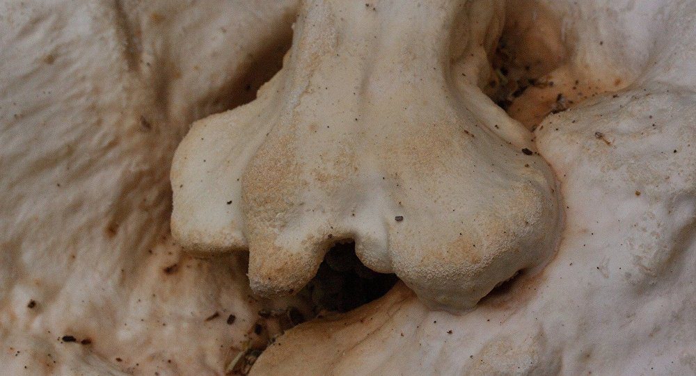 Pilzgeflecht, Kunstnase auf Pilzbasis