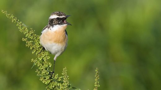 Klicken um zu vergrößern braunkehlchen