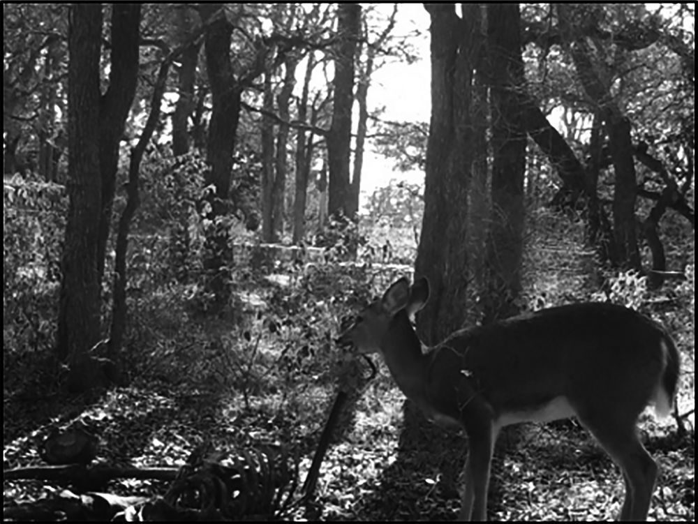Caught on camera: a white-tailed deer with a human rib bone in its mouth.
