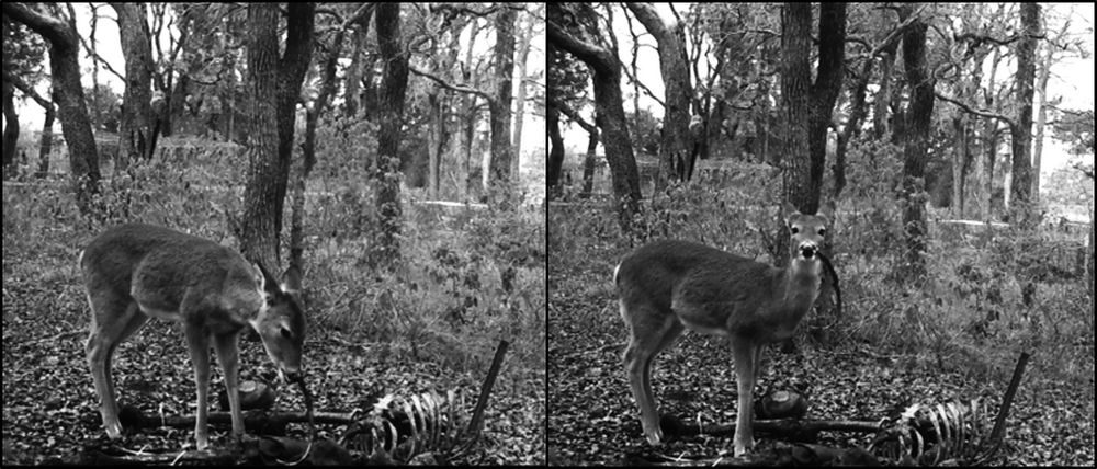 Another deer (or possibly the same one) visited the carcass a few weeks later.