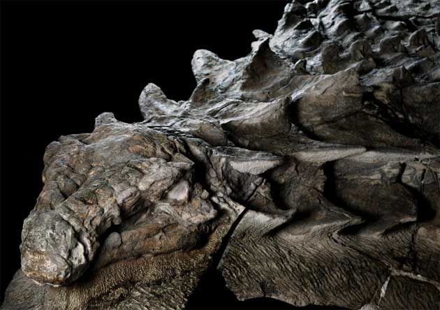 versteinerte Dino-Mumie Kanada Nodosaurus