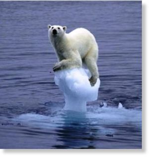 polar,bear,iceburg