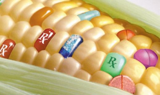 corn pharma graphic