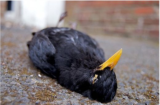 dead blackbird
