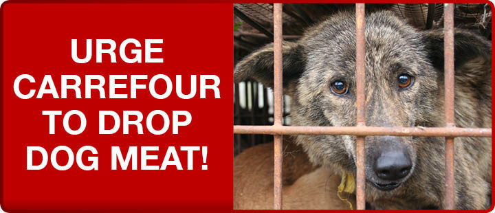 Petition gegen Hundefleisch bei Carrefour