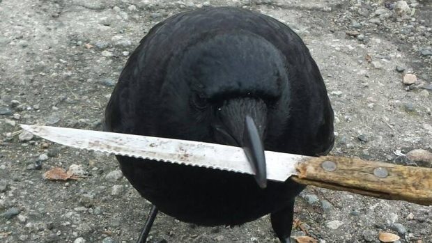 canuck crow