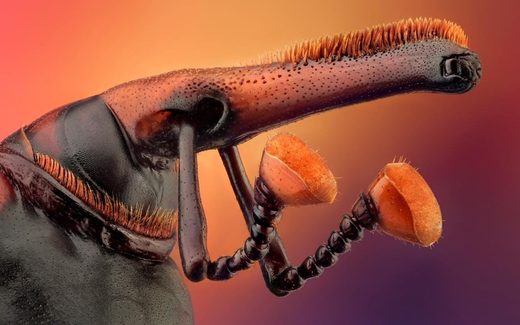 Rhynchophorus ferrugineus