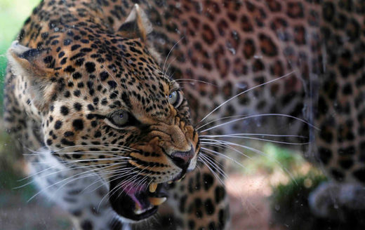 leopard symbolbild