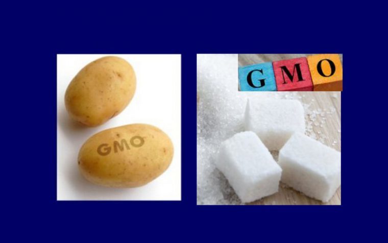 GMO-Kartoffeln und GMO-Zucker