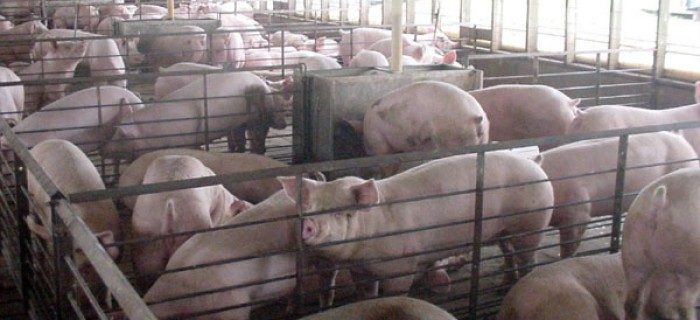 Schweinemast, Tiermast, Massentierhaltung