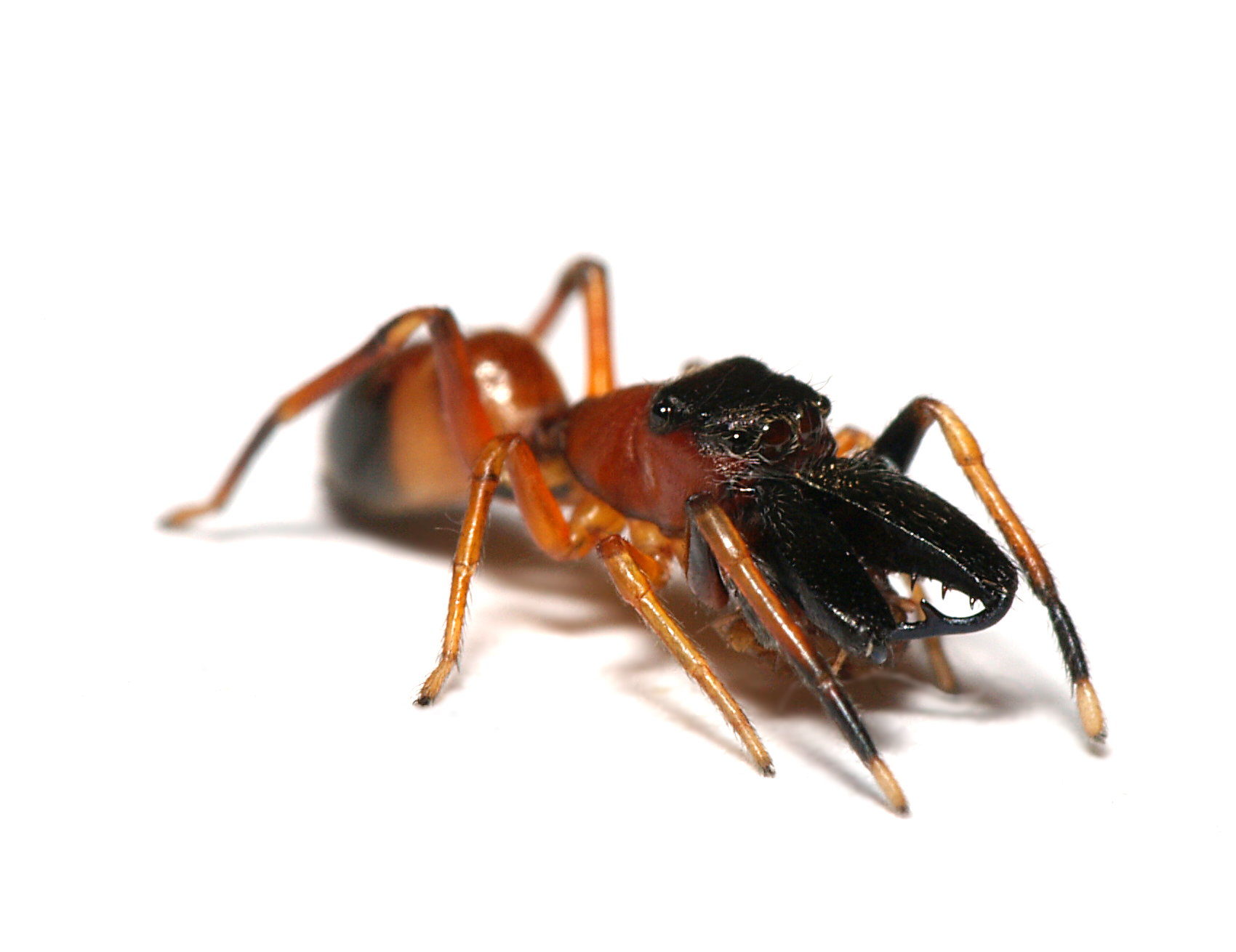 Ameisenspringspinne