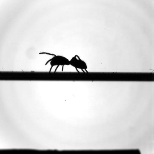 Ameisenspringspinne