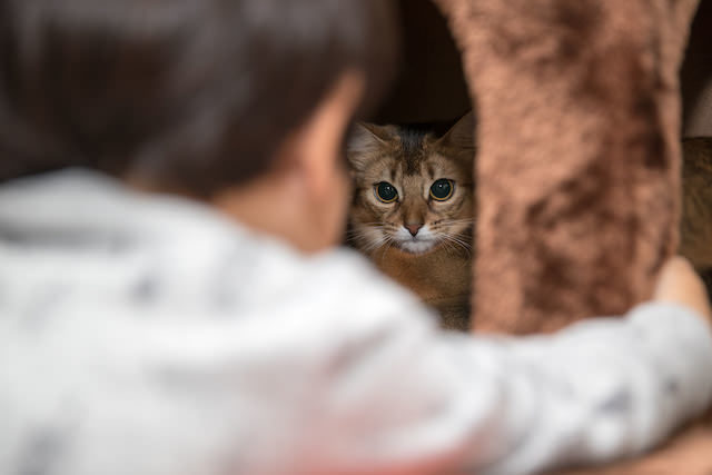 Katze