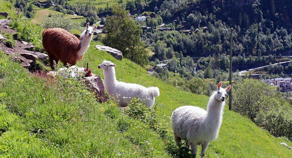 Lamas gegen Wölfe Schweiz