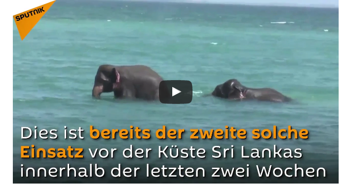 Video Rettung Elefanten