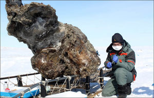 The frozen mammoth found in Lyakhovsky