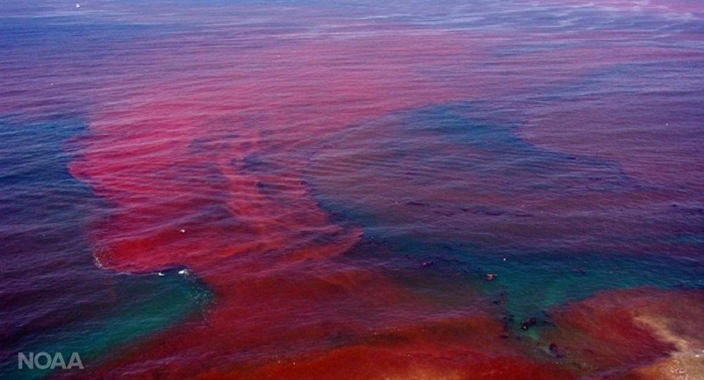 rotes Meerwasser