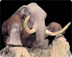 The Berezovka mammoth