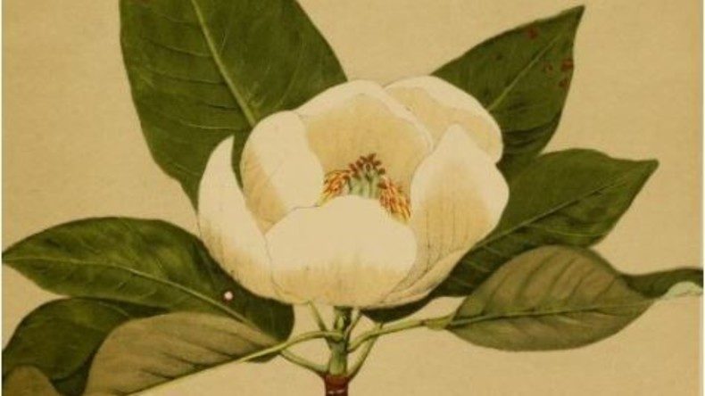 Magnolia virginiana, Magnolie Zeichnung