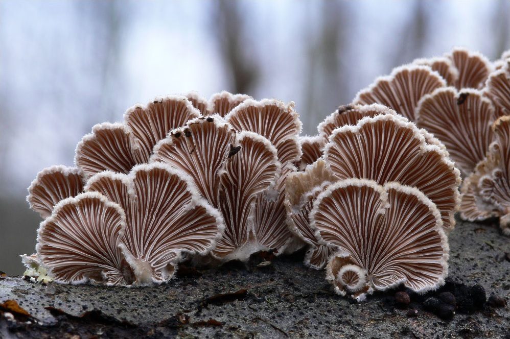Spaltblättlinge Schizophyllum