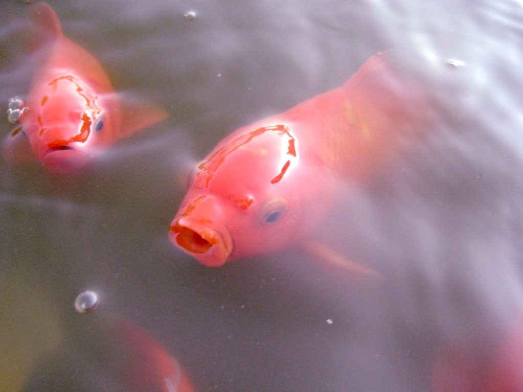Goldfisch