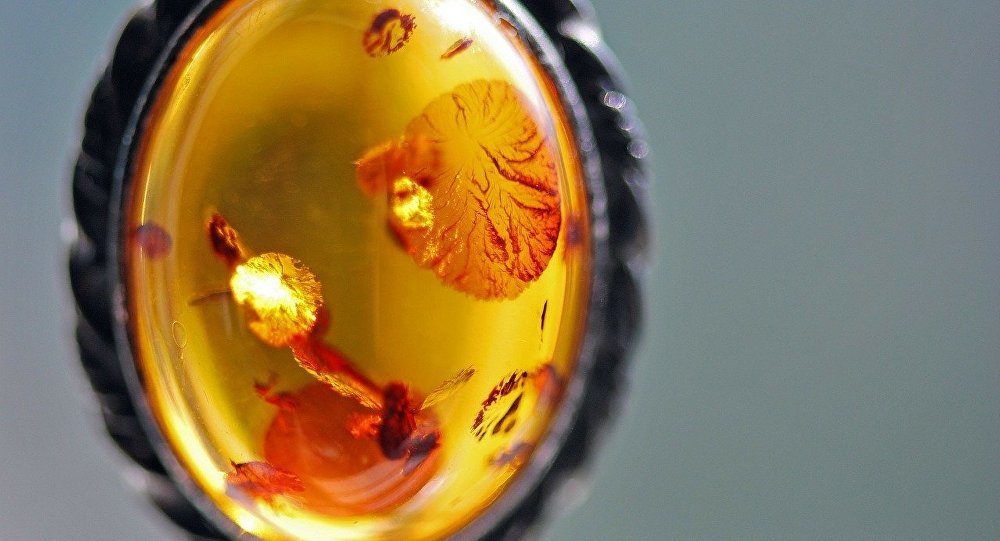 100 Millionen Jahre alte Blume im Bernstein